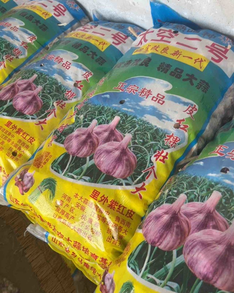 金乡正宗马集太空蒜种