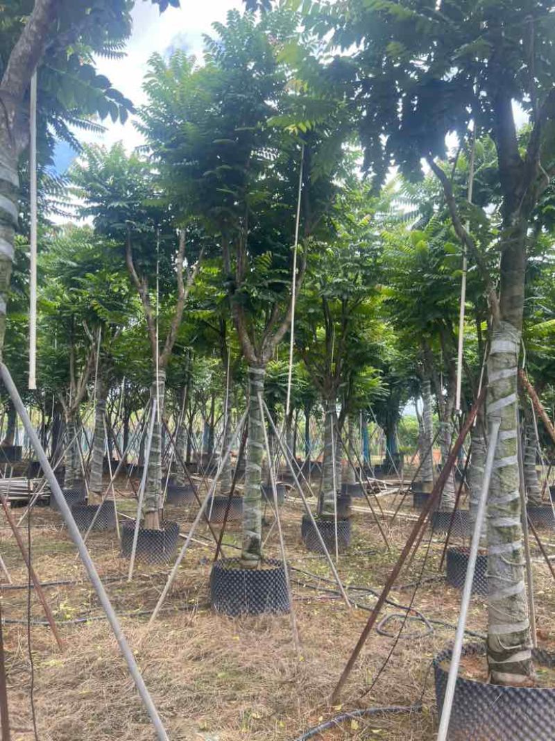 麻楝10-20分低价出售