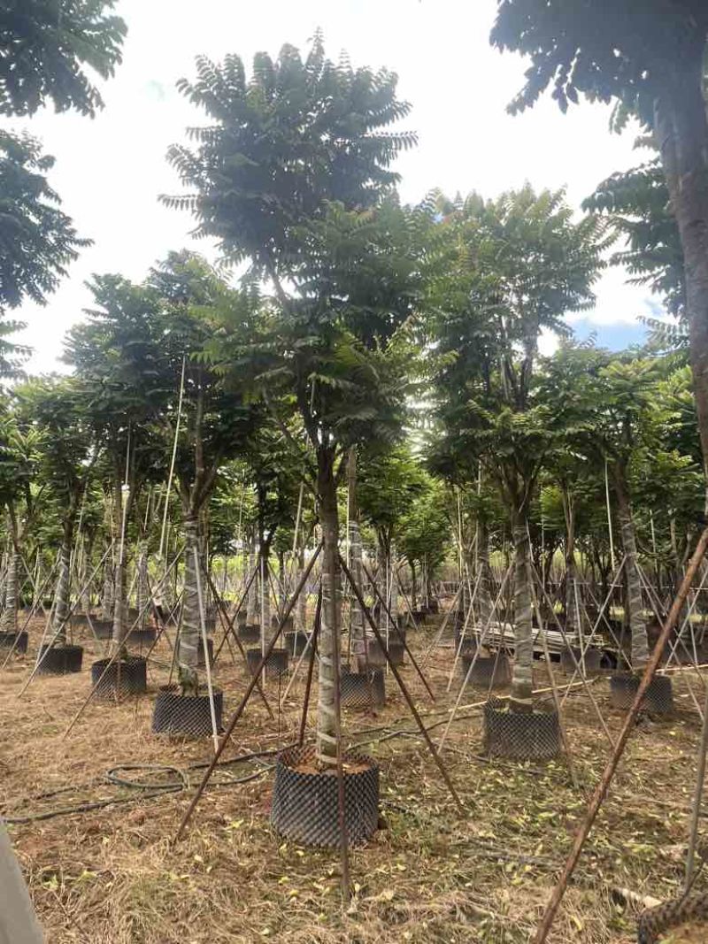 麻楝10-20分低价出售