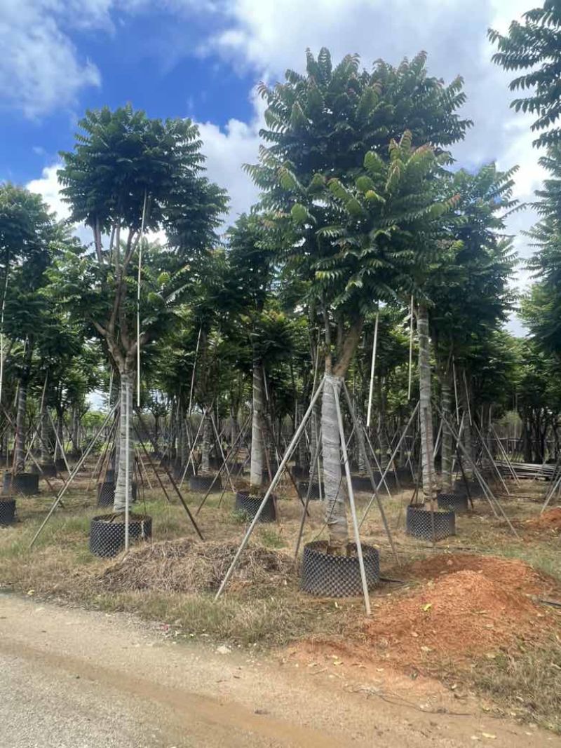 麻楝10-20分低价出售