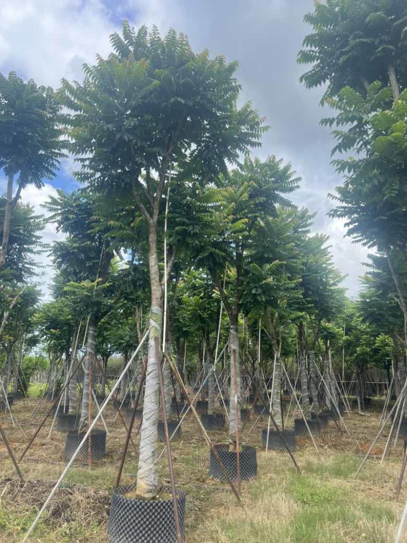 麻楝10-20分低价出售