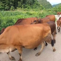 本地圈养牛，屠宰场直供整牛