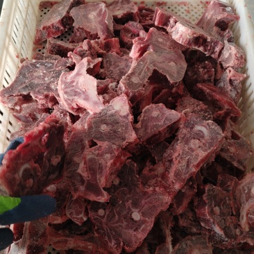 多肉羊蝎子