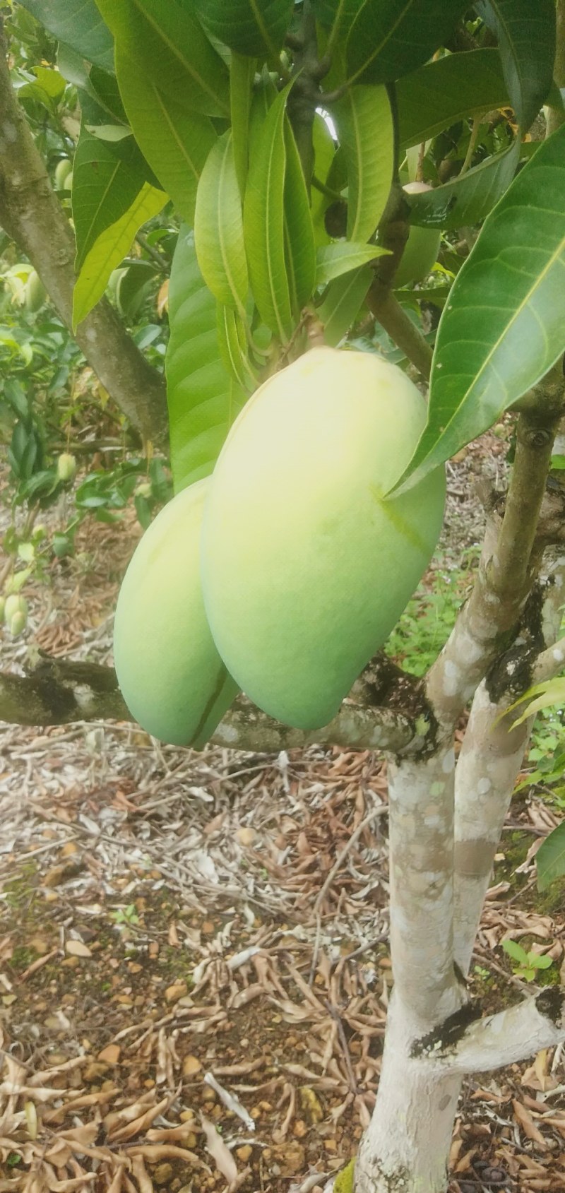 芒果:台农芒、金煌芒