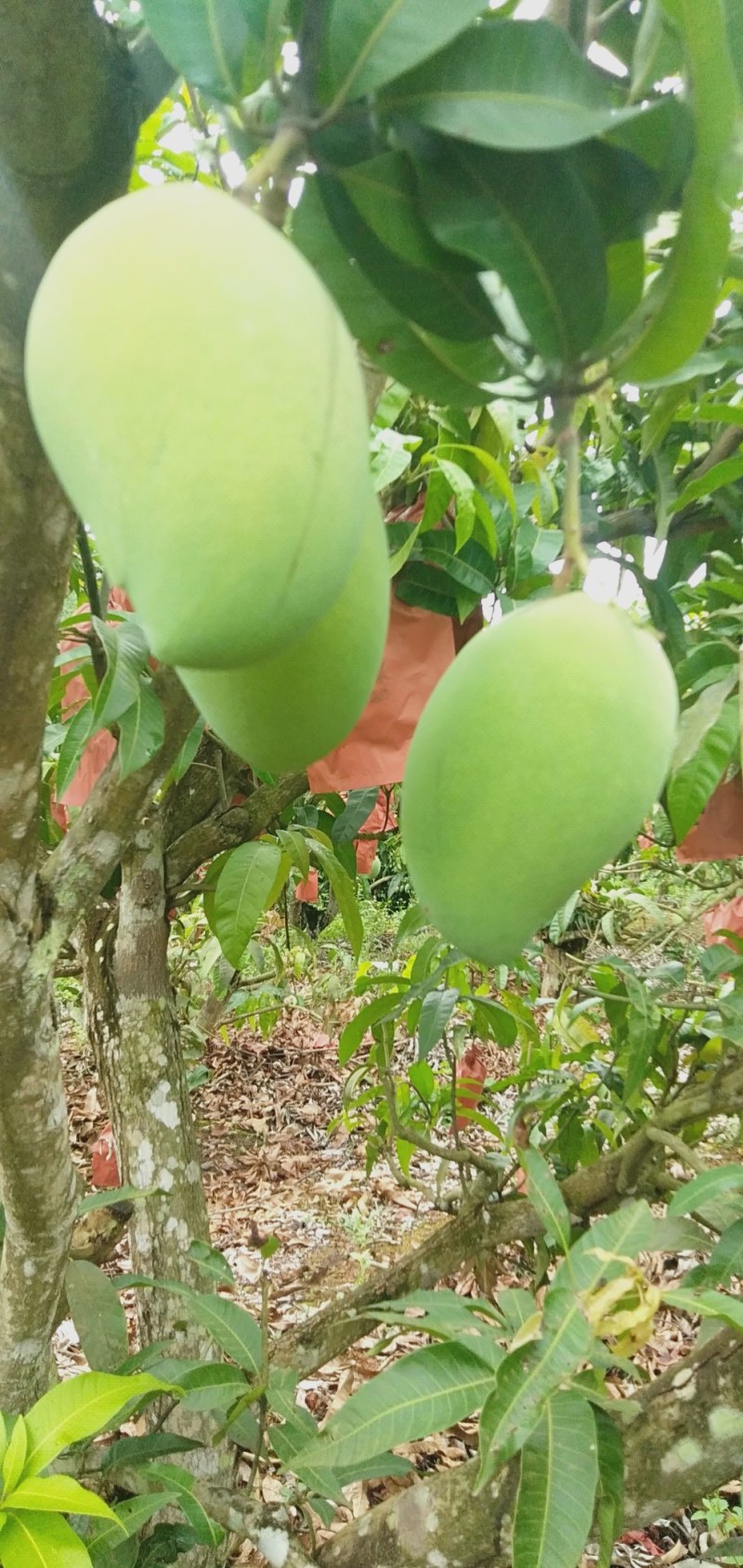 芒果:台农芒、金煌芒