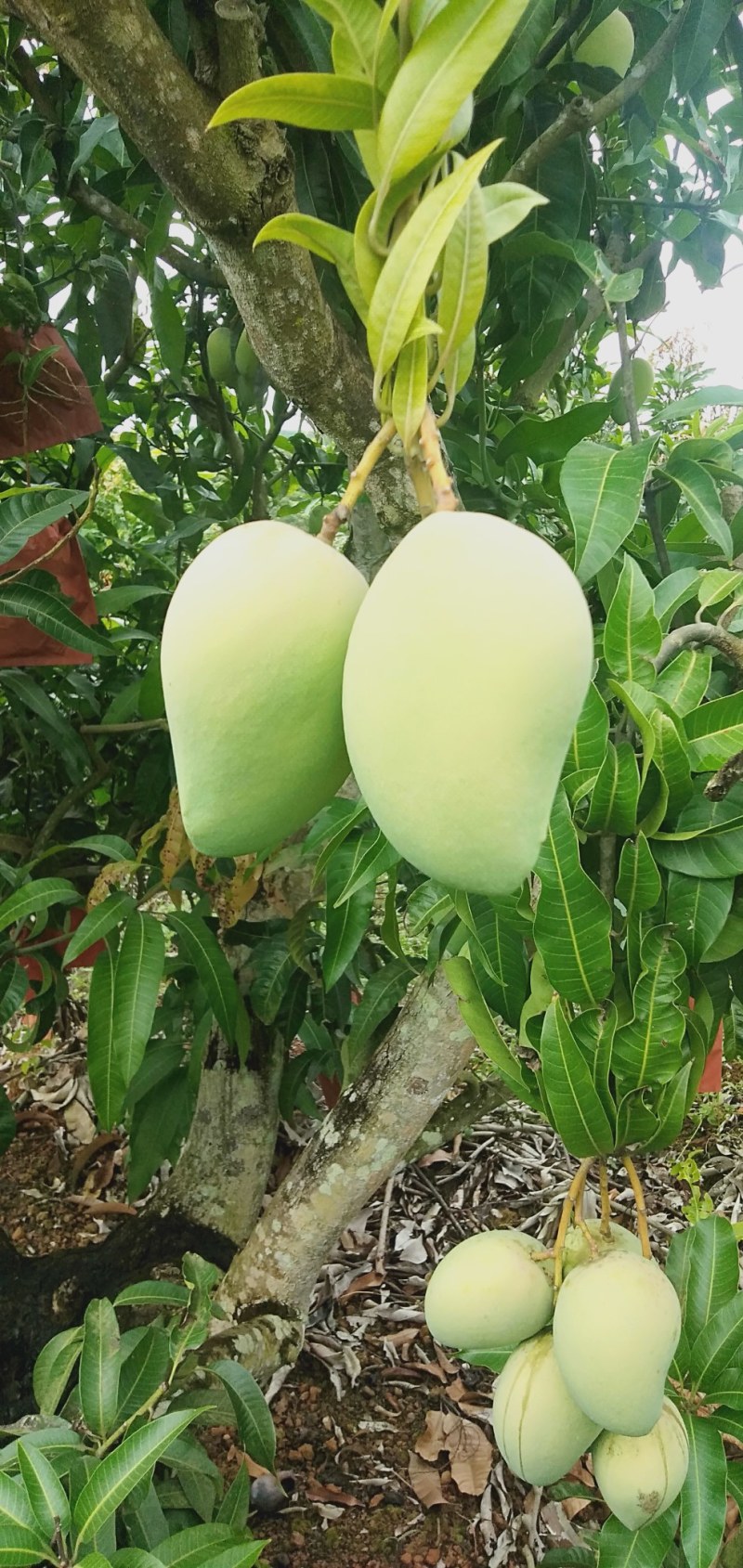 芒果:台农芒、金煌芒