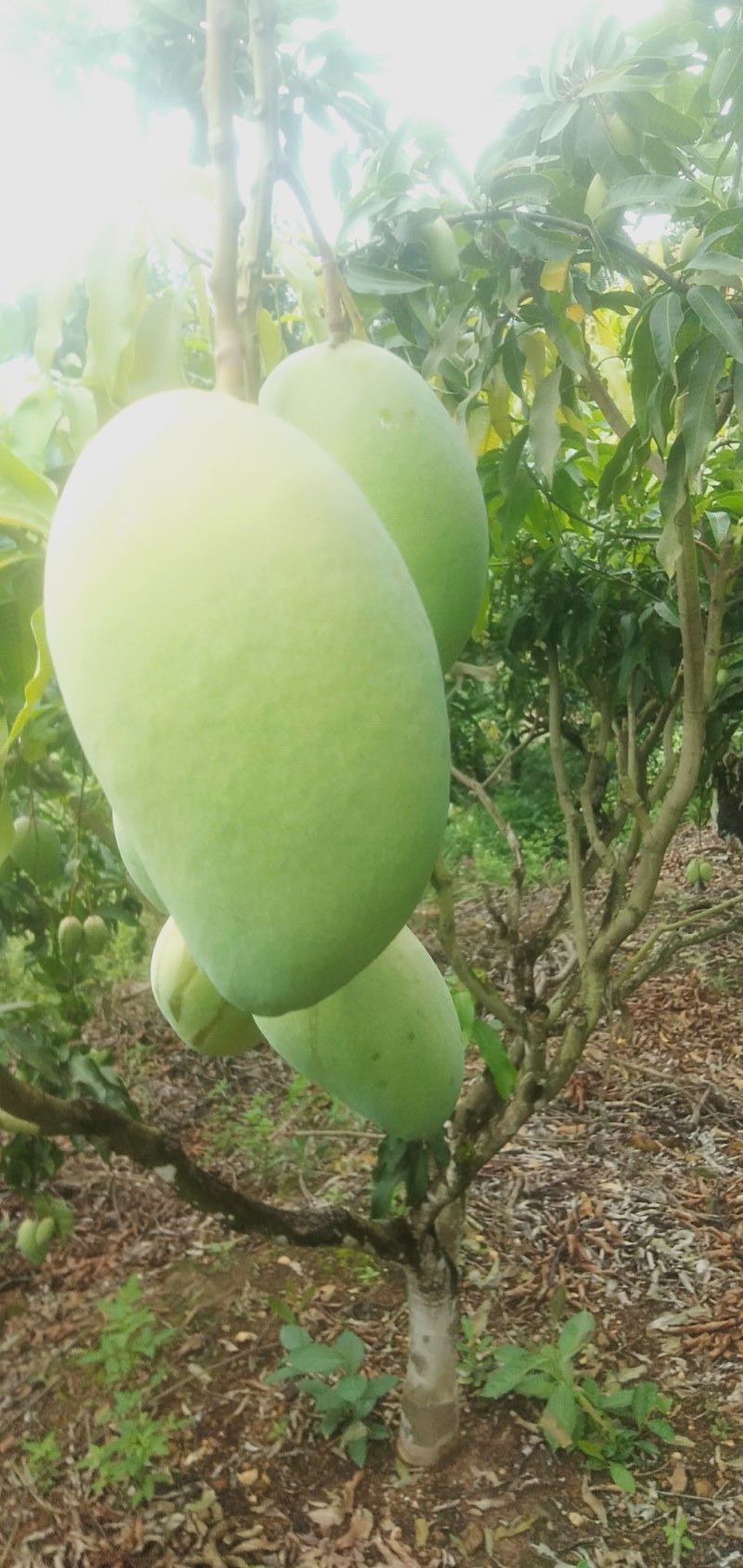 芒果:台农芒、金煌芒