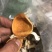 一手货源高品质新皮陈皮