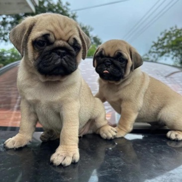 纯种高端宠物狗展示巴哥幼犬公母都有疫苗接种齐全