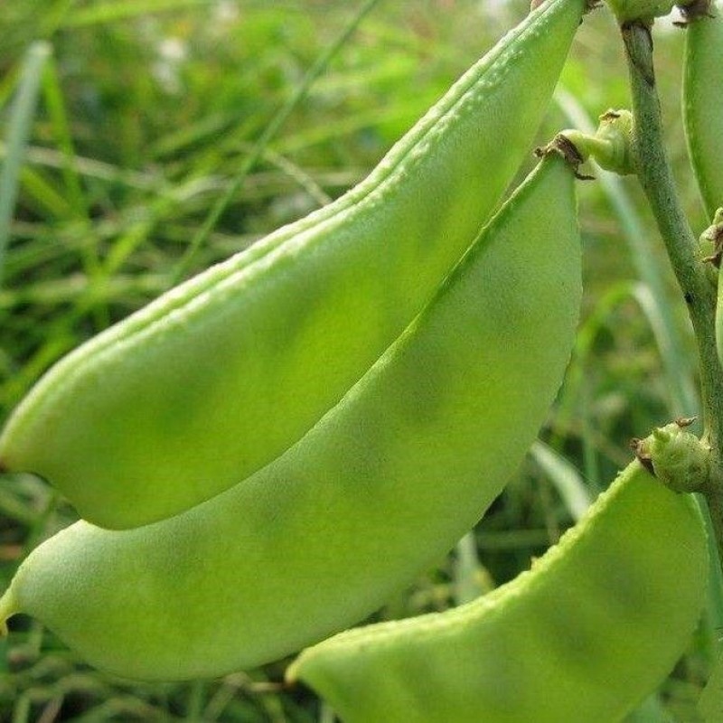 红花肉扁豆种子肉厚眉豆早生肉扁豆种子提早上市100天春秋