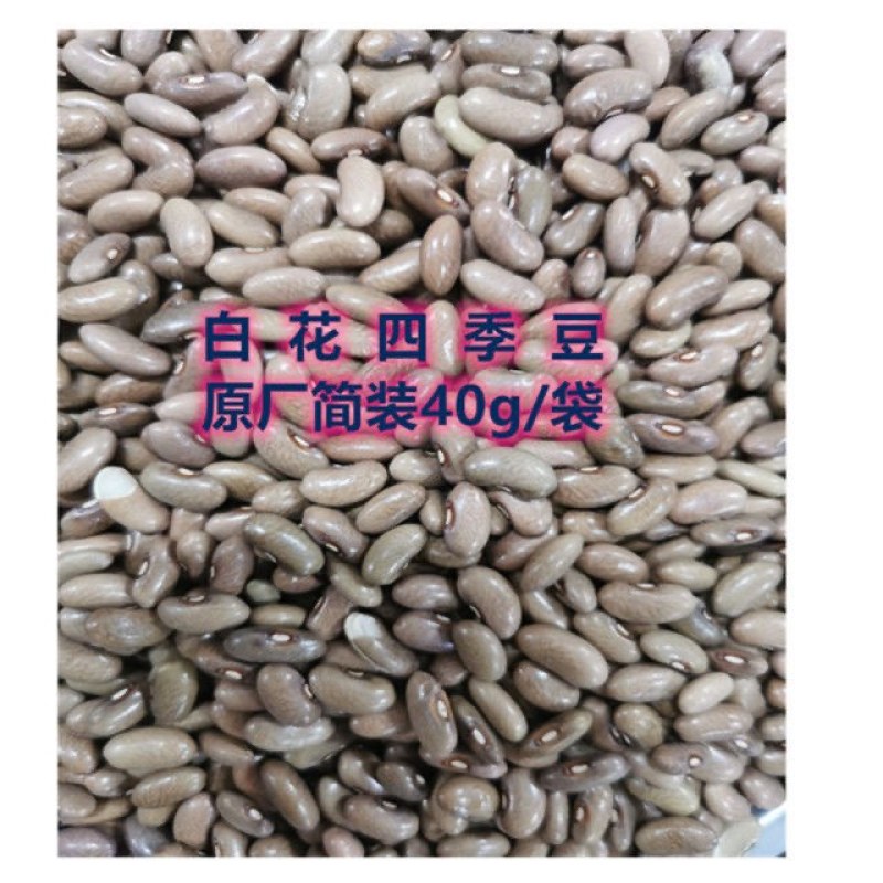 原种白花四季豆种子架豆无筋豆早熟高产耐热肉厚品质好春秋
