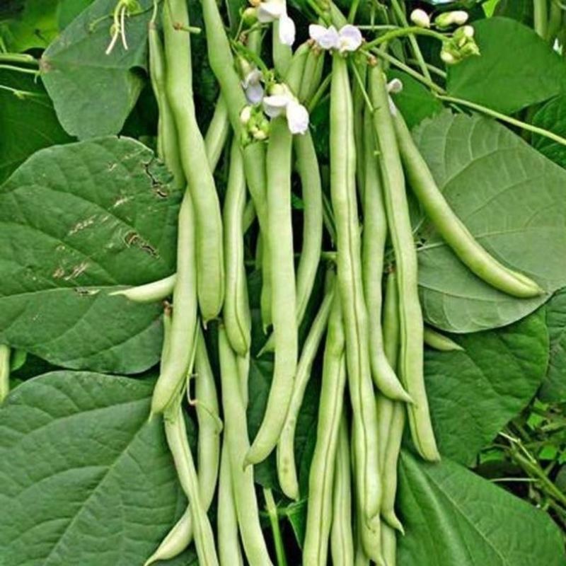 原种白花四季豆种子架豆无筋豆早熟高产耐热肉厚品质好春秋