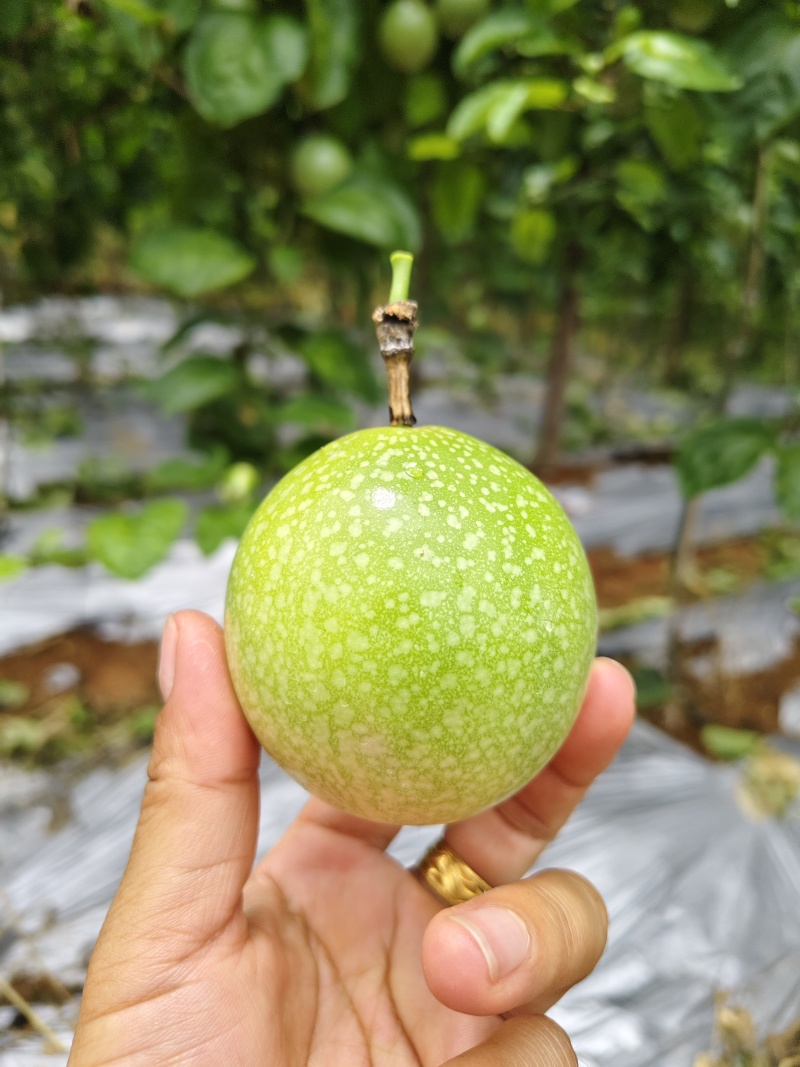 黄金百香果