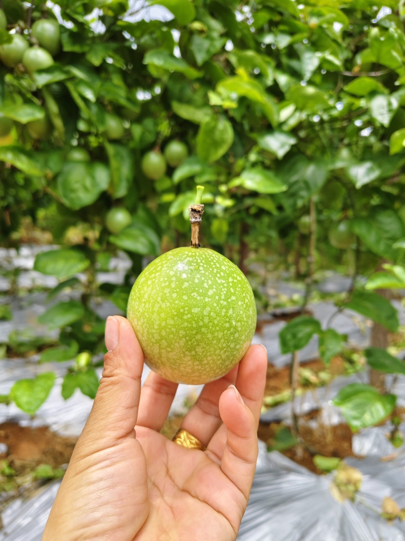 黄金百香果