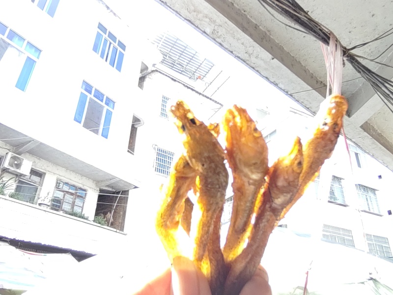 大黄鱼狗婆