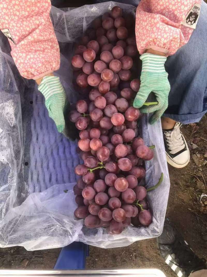 云南宾州红提，9KG/件。