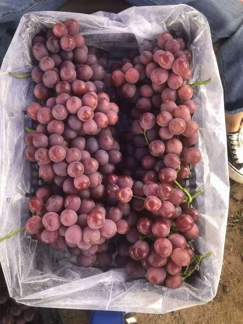 云南宾州红提，9KG/件。