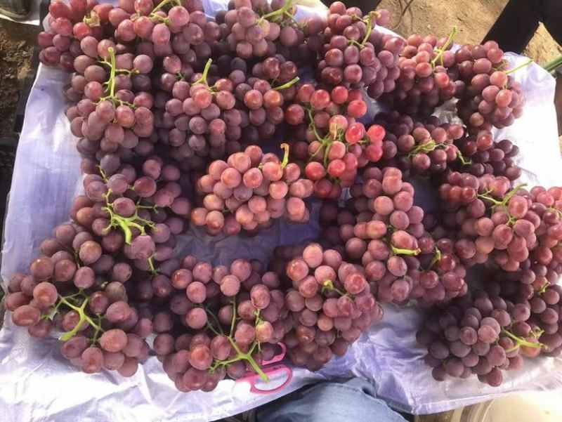 云南宾州红提，9KG/件。