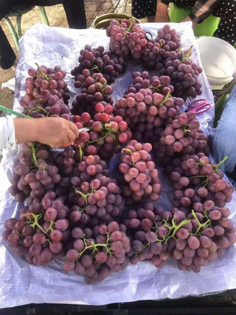 云南宾州红提，9KG/件。