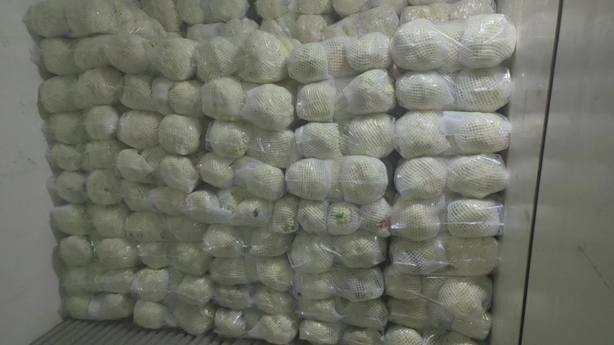 白面青梗松花菜经过标准化包装后准备装车运输,适用于冷链配送 白面青梗松花菜包装与物流运输场景