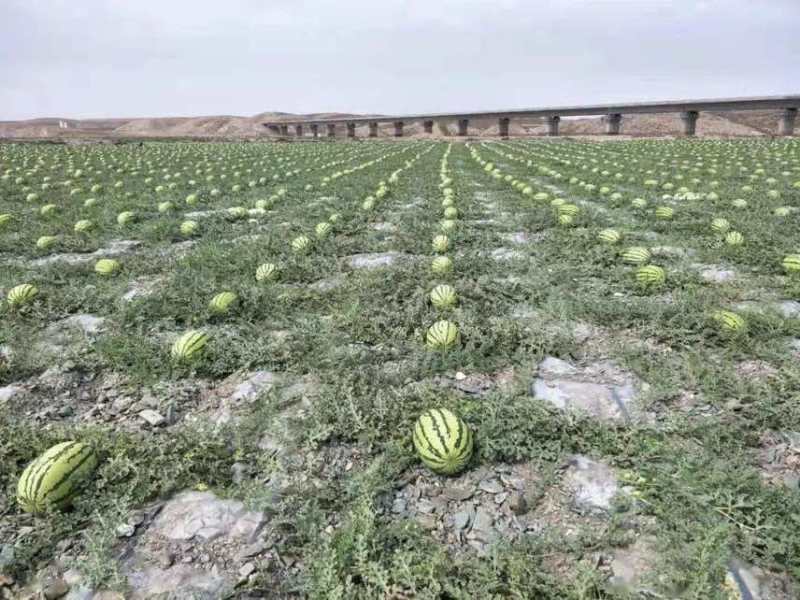 宁夏中宁产区硒砂瓜大量上市质量三包毛毛钱上车