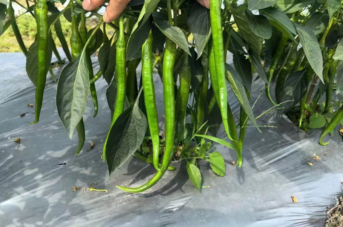 线椒植株生长状态
