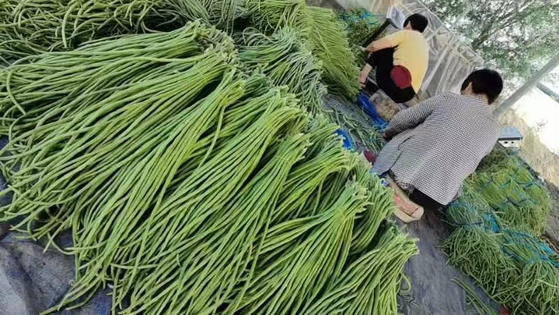 市场中摊贩正在整理新鲜绿扁豆角的场景