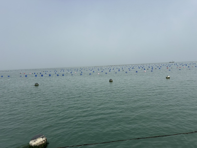 乳山市沿海生蚝养殖基地