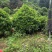非洲茉莉各种规格低价出售