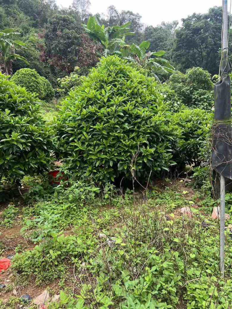 非洲茉莉各种规格低价出售