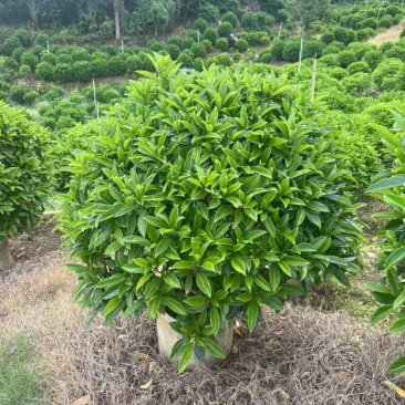 非洲茉莉各种规格低价出售