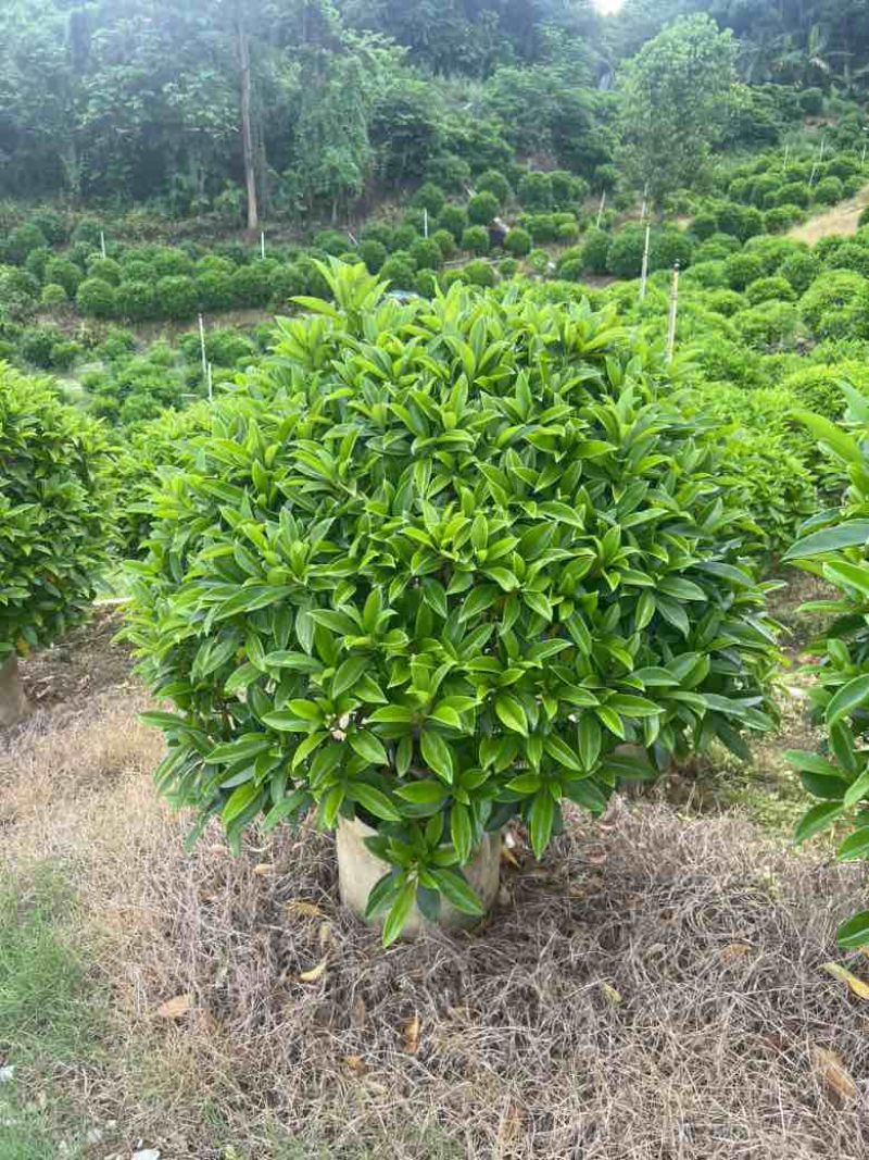 非洲茉莉各种规格低价出售