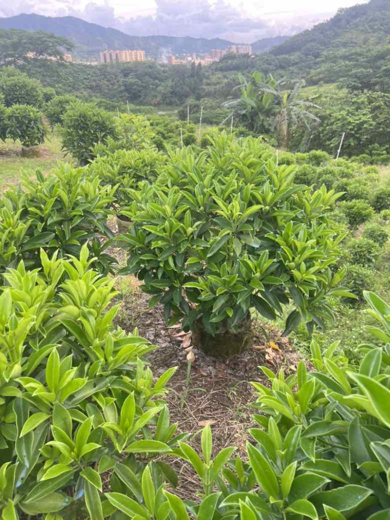 非洲茉莉各种规格低价出售