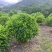 非洲茉莉各种规格低价出售