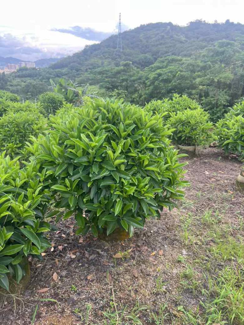 非洲茉莉各种规格低价出售