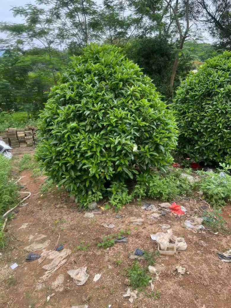 非洲茉莉各种规格低价出售