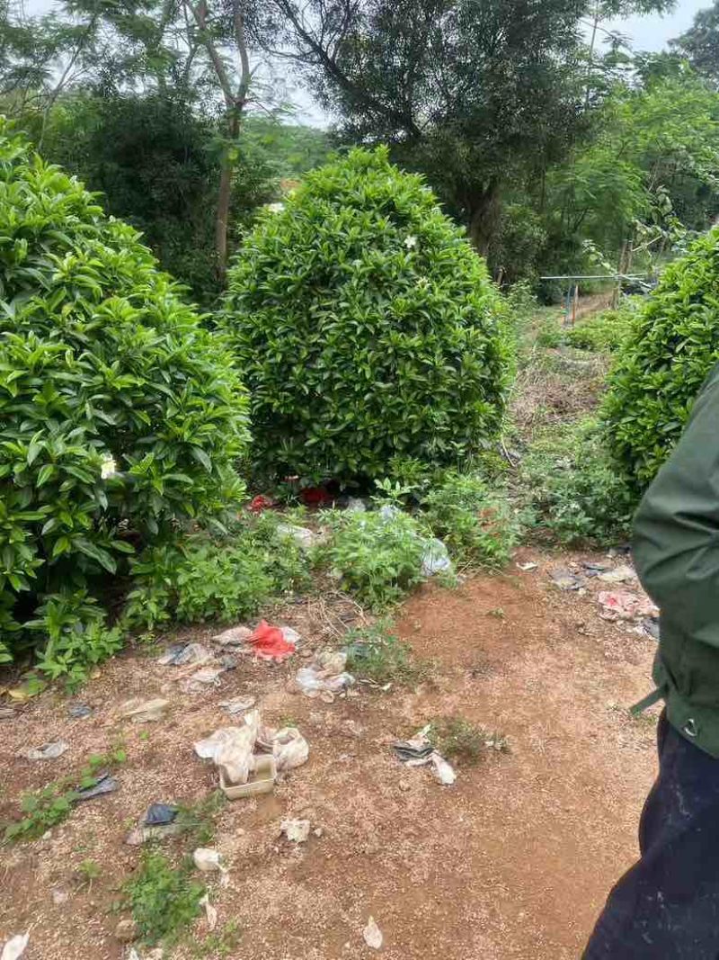 非洲茉莉各种规格低价出售