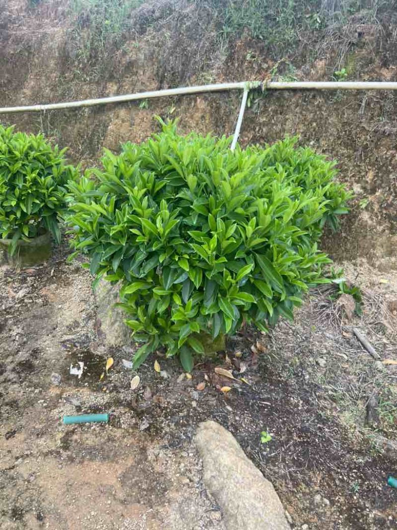 非洲茉莉各种规格低价出售