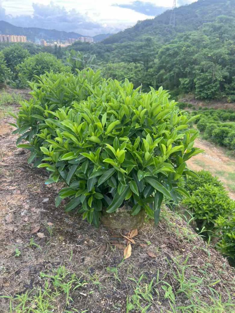 非洲茉莉各种规格低价出售