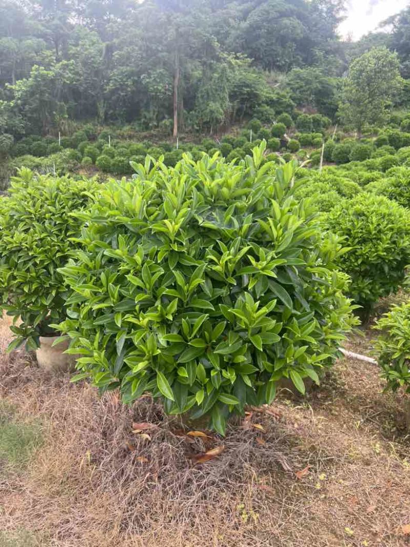 非洲茉莉各种规格低价出售