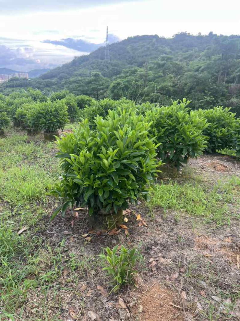 非洲茉莉各种规格低价出售