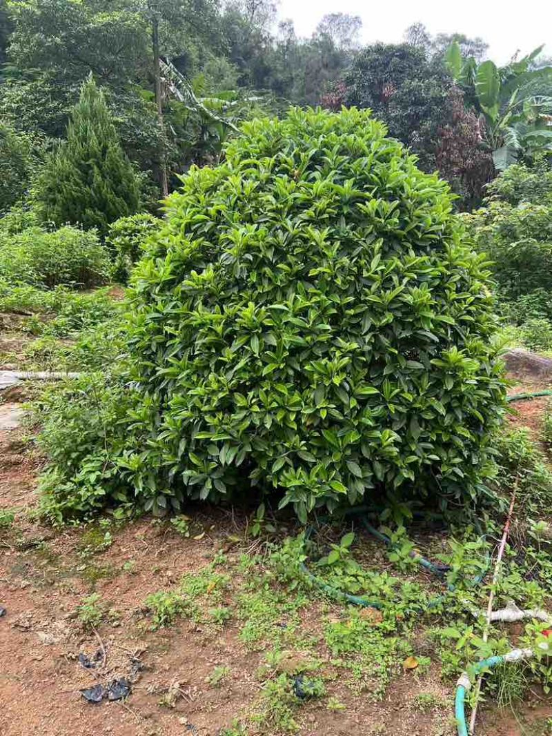 非洲茉莉各种规格低价出售