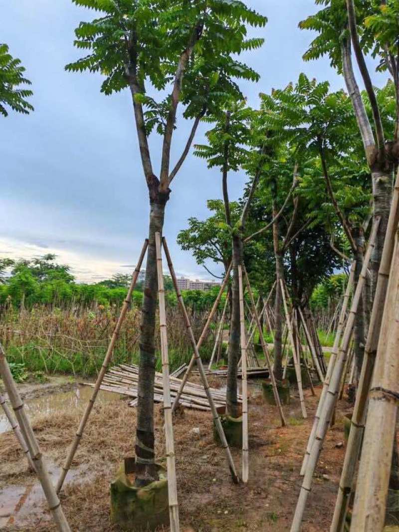 骨架麻楝树12～15公分基地直销大小规格齐全欢迎来电