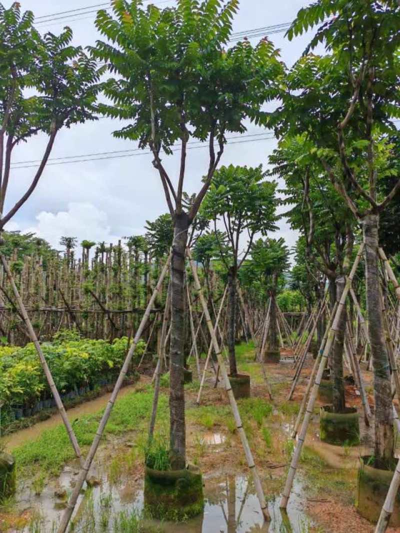骨架麻楝树12～15公分基地直销大小规格齐全欢迎来电