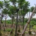 骨架麻楝树12～15公分基地直销大小规格齐全欢迎来电