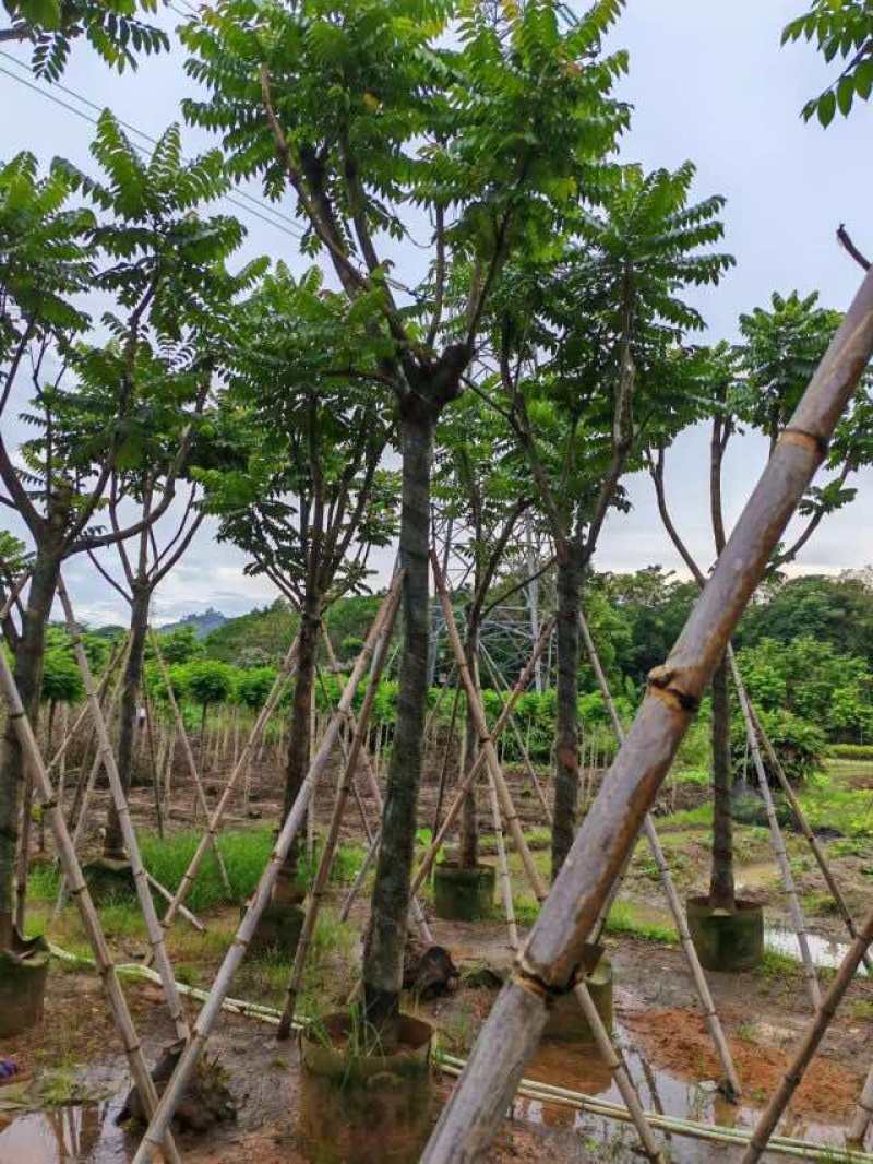 骨架麻楝树12～15公分基地直销大小规格齐全欢迎来电