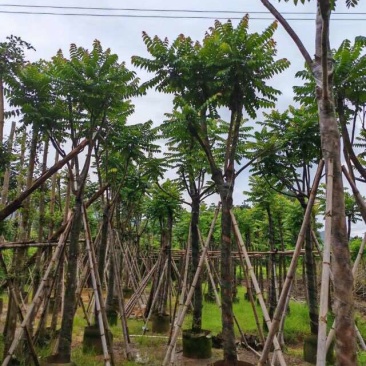 骨架麻楝树12～15公分基地直销大小规格齐全欢迎来电