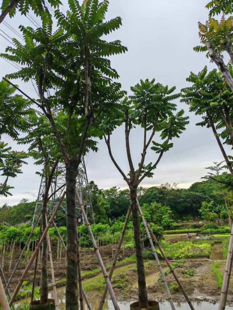 骨架麻楝树12～15公分基地直销大小规格齐全欢迎来电