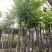 截杆麻楝麻8～12公分基地直销大小规格齐全欢迎来电