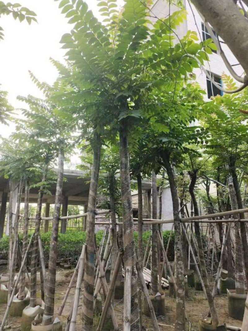 截杆麻楝麻8～12公分基地直销大小规格齐全欢迎来电
